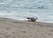 Diduga Melakukan Perbuatan Tidak Senonoh di Pantai Kuta, Polres Loteng Selidiki Video WNA