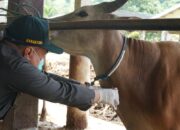 Antisipasi Penyebaran PMK, Karantina NTB Tingkatkan Pengawasan