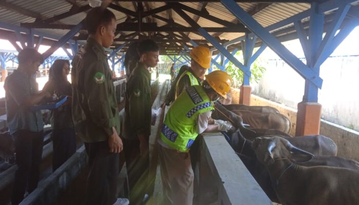 Dinyatakan Sehat Ratusan Ekor Sapi Potong Asal Lombok Barat Siap Berlayar Ke Lampung Tengah 