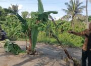 Tidak Kunjung Di perbaiki Warga Dan pemuda Kuripan Tanam Pisang Di Jalan Lintas Kabupaten 
