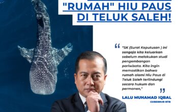 Bukan Cuma Soal Wisata, Pemprov NTB Amankan 73.165 Hektar “Rumah” Hiu Paus di Teluk Saleh!