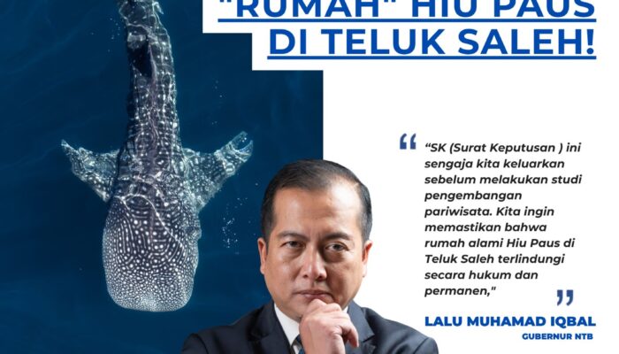 Bukan Cuma Soal Wisata, Pemprov NTB Amankan 73.165 Hektar “Rumah” Hiu Paus di Teluk Saleh!