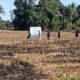 Sengketa Puluhan Tahun Lahan Di Kuripan Di Pasangi Plang Kepemilikan 